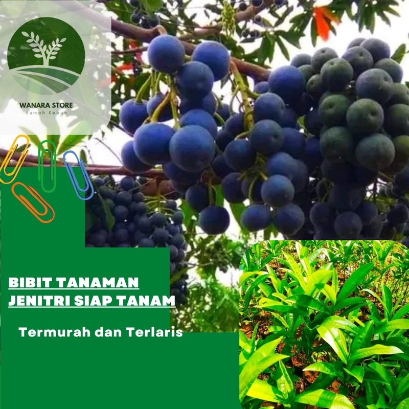 Bibit Pohon Jenitri Rudaksa Super Unggul