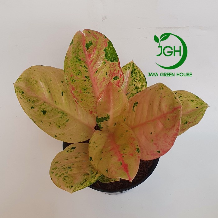 Benih Aglonema Emerald