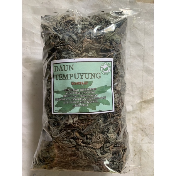 

daun tempuyung kering original