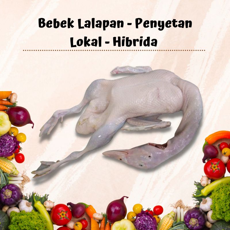 

Bebek Lalapan | Penyetan | Lokal - Hibrida