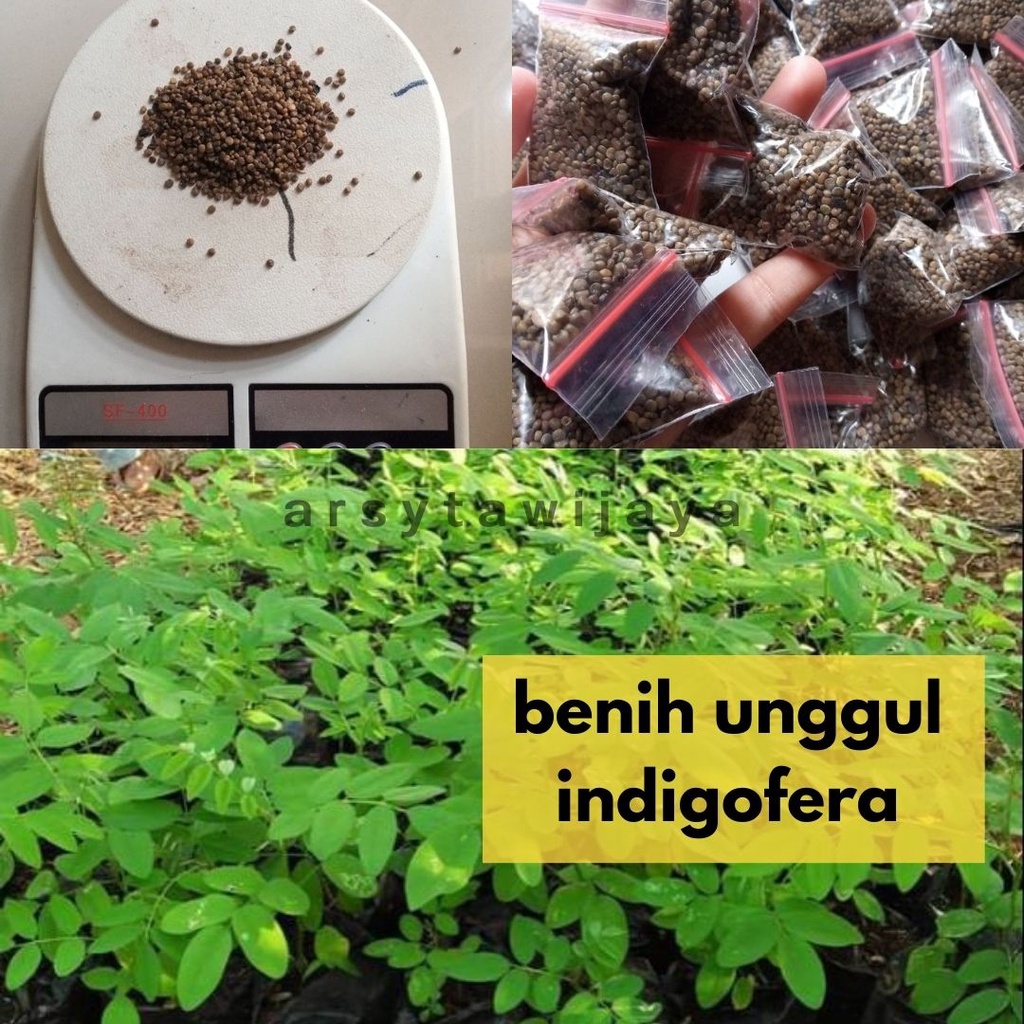 biji benih indigofera - biji indigofera kualitas super - indigofera biji