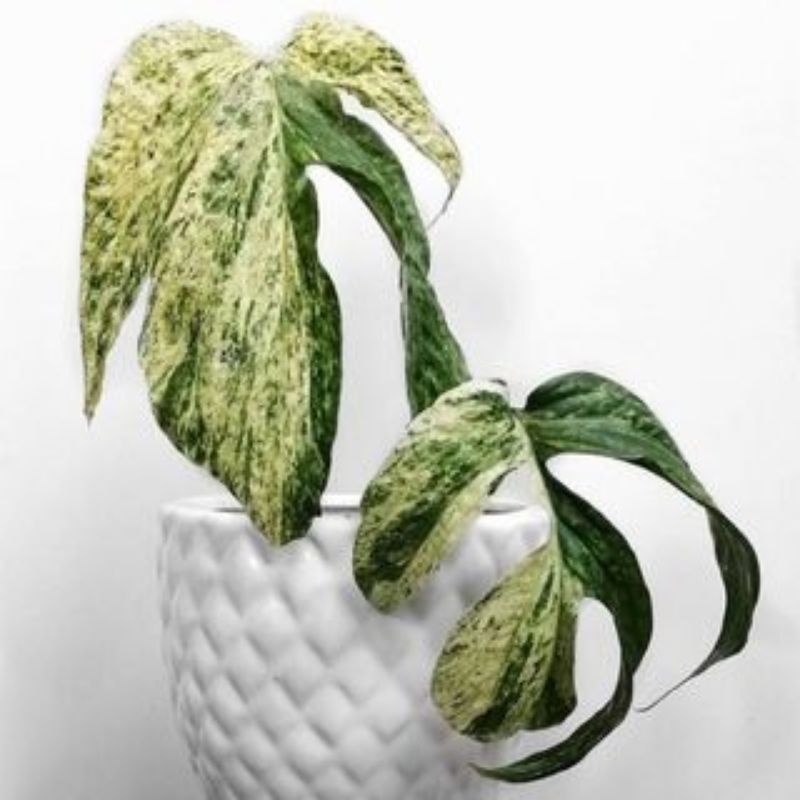 monstera amidrium varigata marble