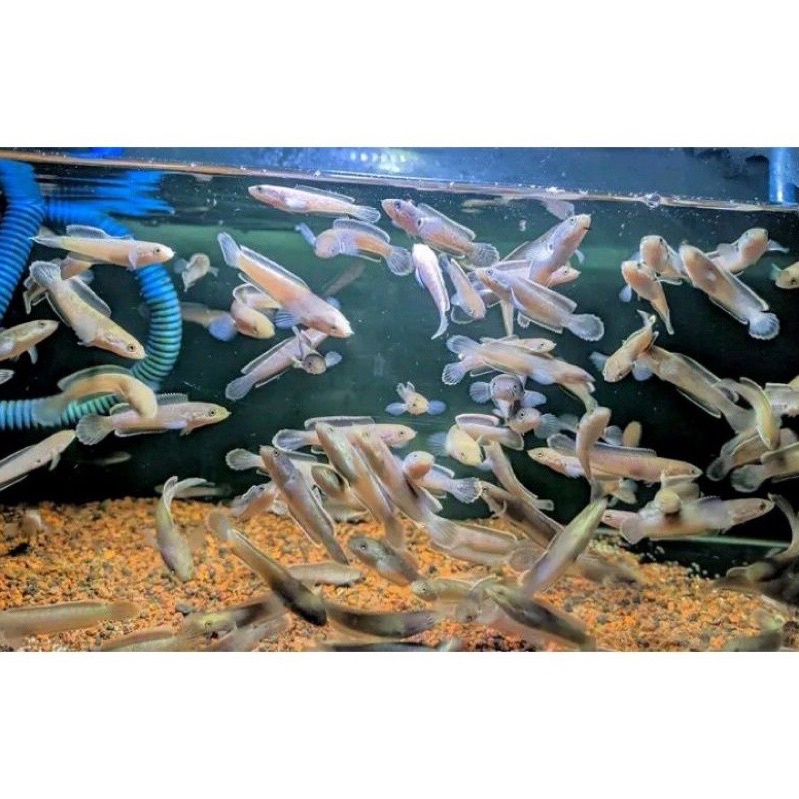 Hiasan Akuarium Limbata Lawu Grade SUPER CB Limbata Rim Merah Tebal 5-6-7 cm REAL VIDEO