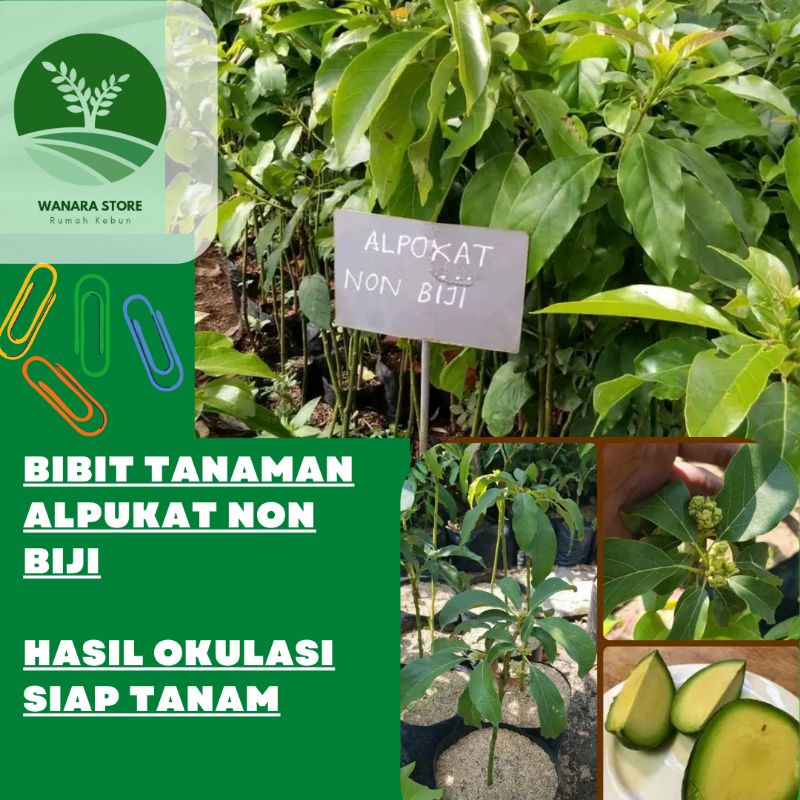 Bibit Tanaman Alpukat Tanpa Biji, Hasil Okulasi