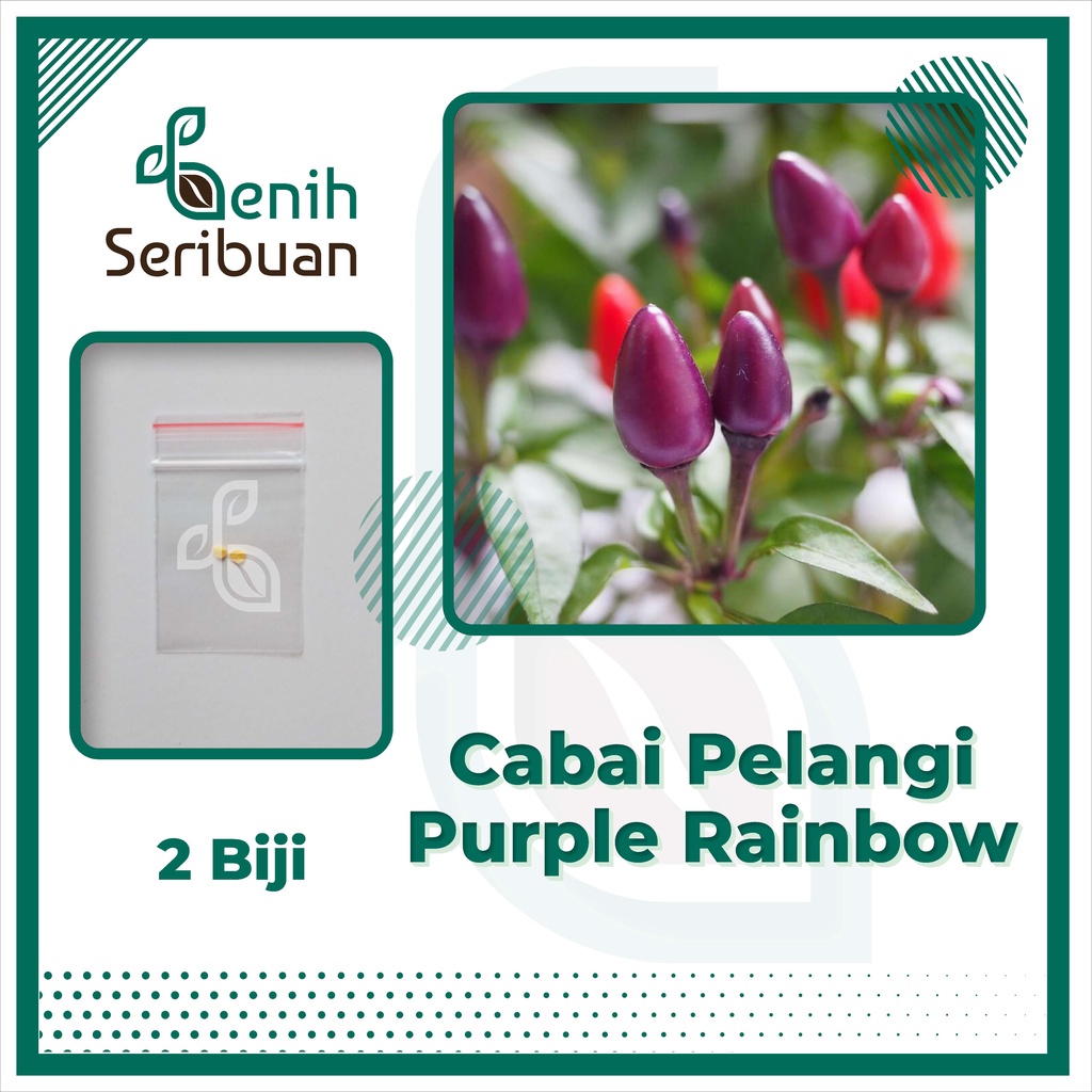 Benih Seribuan - 2 Bibit Cabe Pelangi Purple Rainbow Unggul