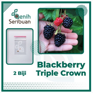 2 Benih Blackberry F1 Triple Crown Bibit Buah Blackberry Import Premium Unggul Berkualitas Super