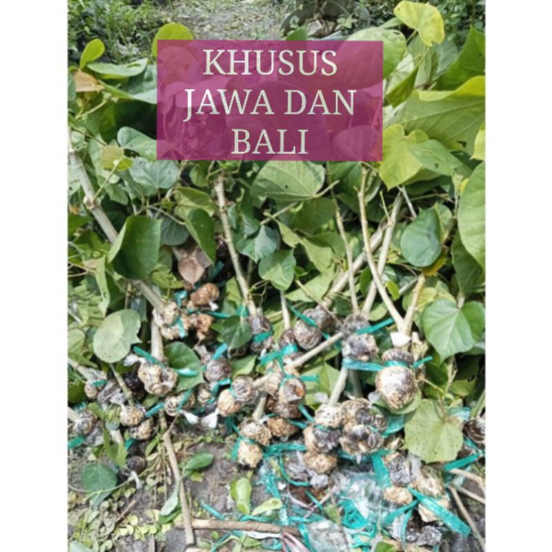 waru india fress cangkok bahan bonsai