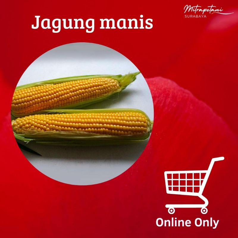 

Jagung manis isi 2,jagung manis segar