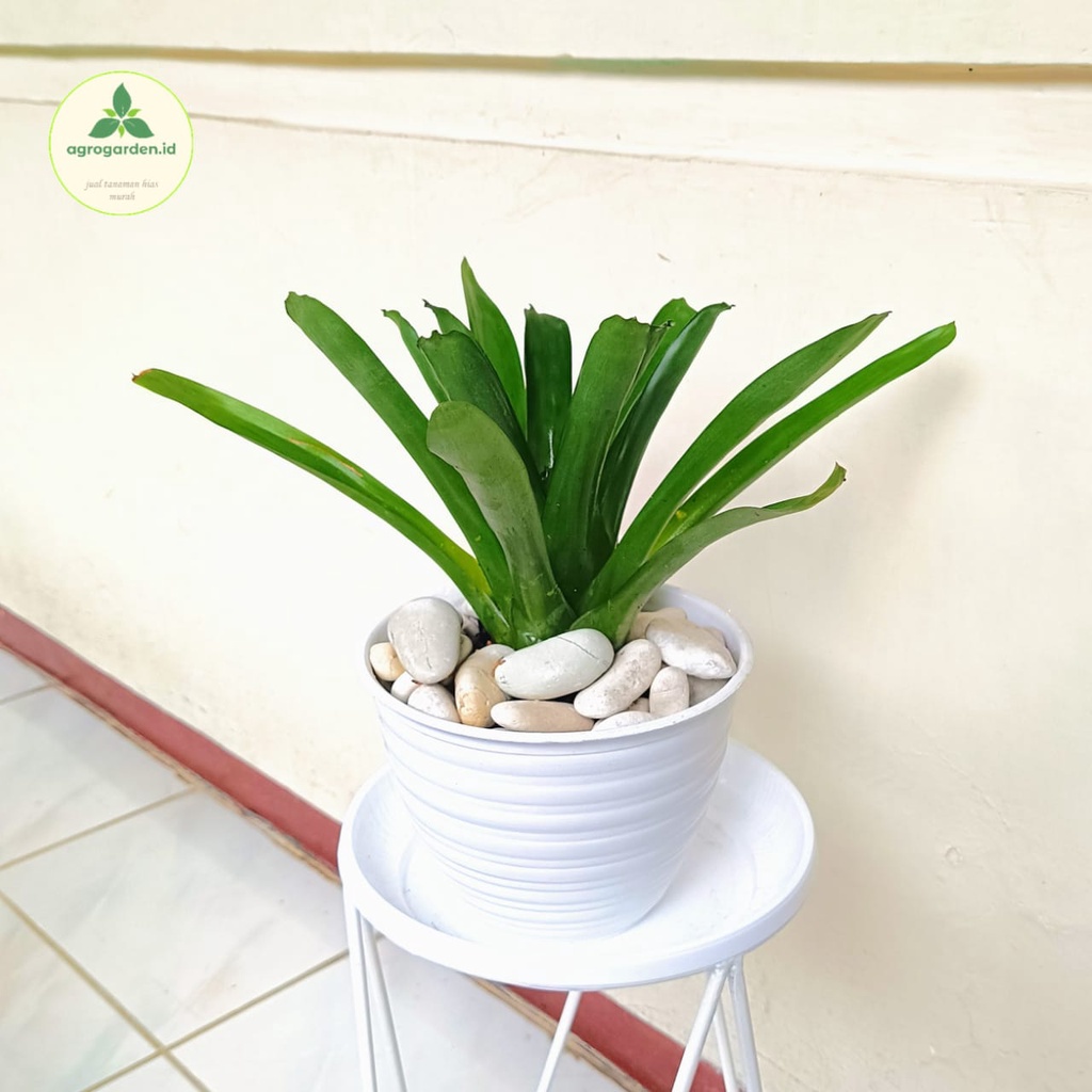 Tanaman Hias Bromelia Hijau - Green Bromelia - Bromelia