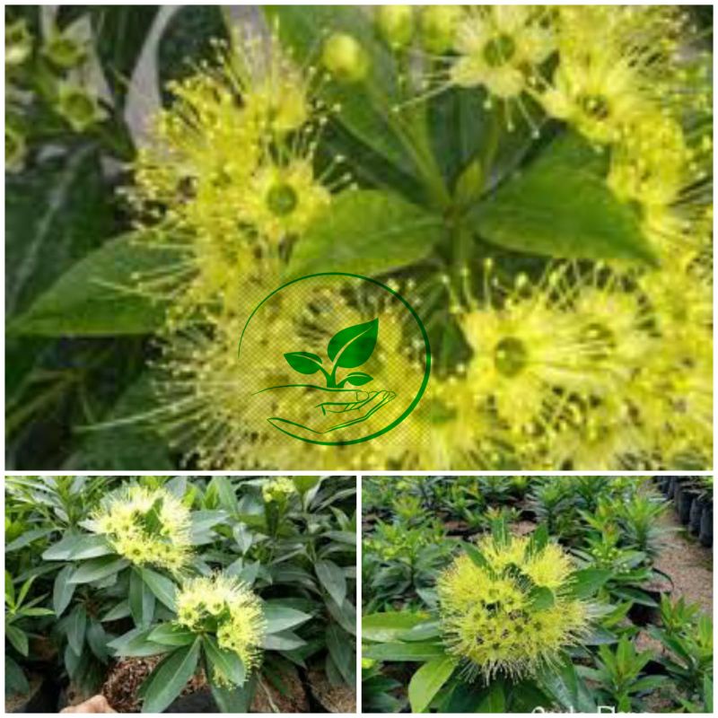 PROMO BIBIT BUNGA SANTOS LEMON KUNING