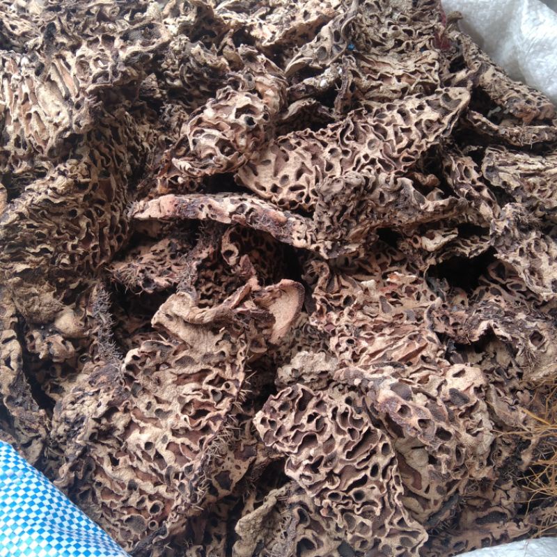 

Herbal Organik Sarang Semut Putih Khas Papua 500gr