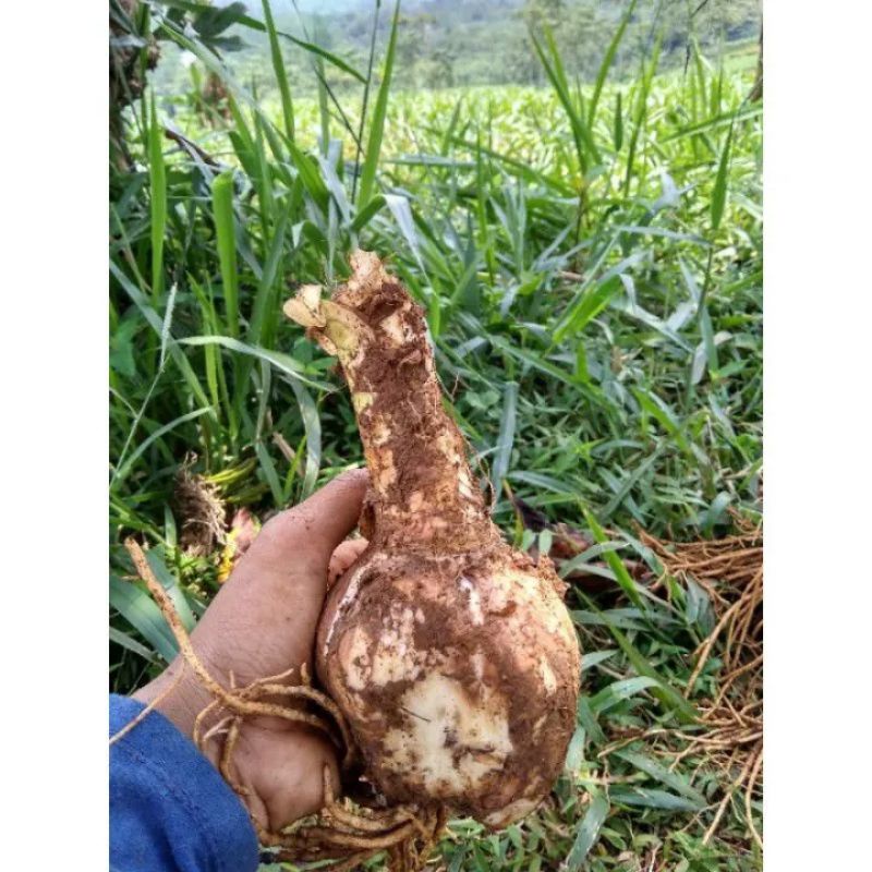 Amarilis ungu gradasi putih/umbi amarilis ungu/bibit bunga amarilis ungu gradasi putih/ukuran XL