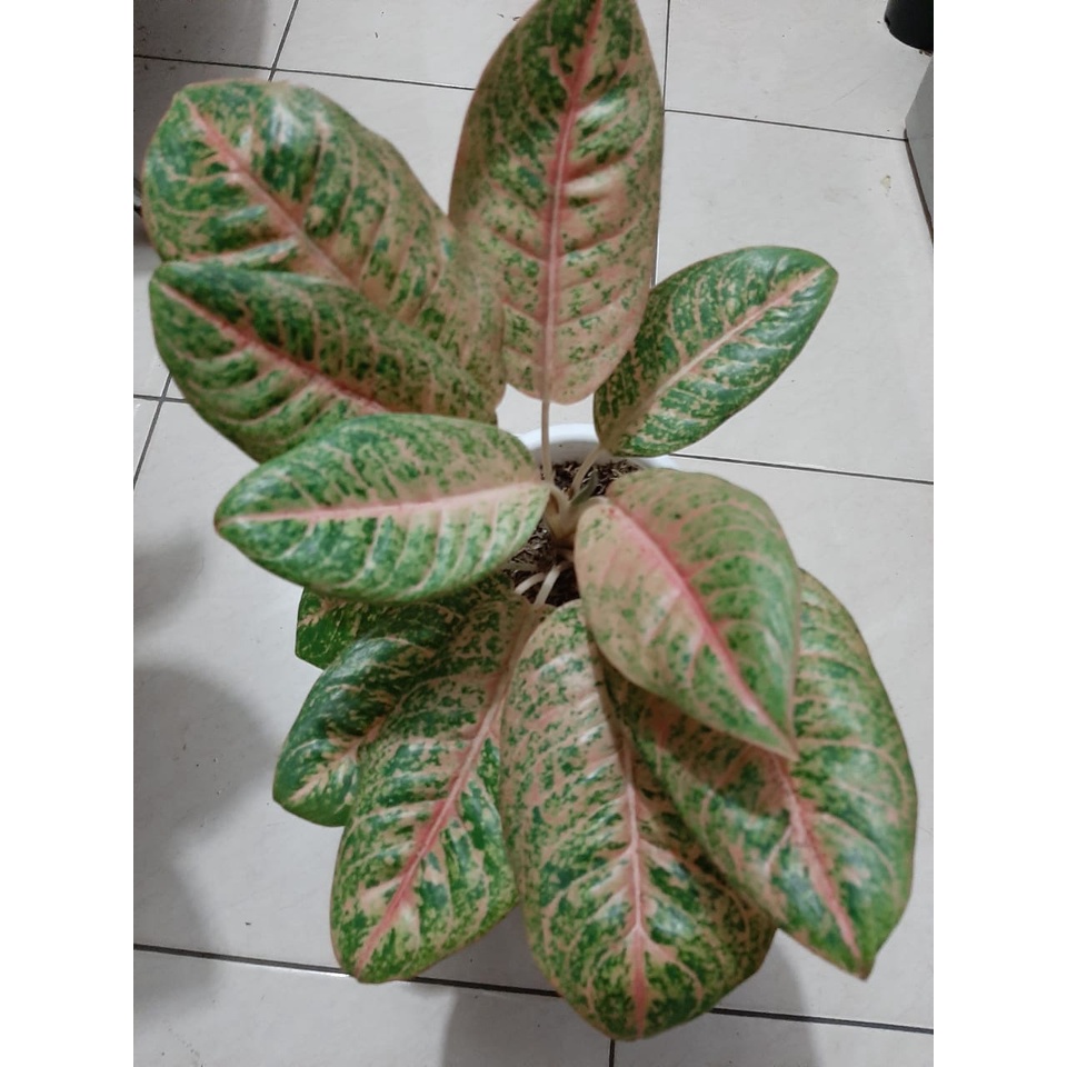 Aglaonema Harlequeen