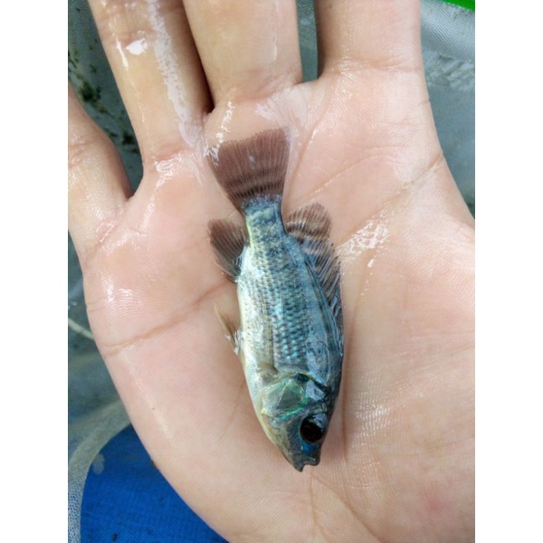 Bibit ikan nila hitam nirwana 3, size 4-5cm