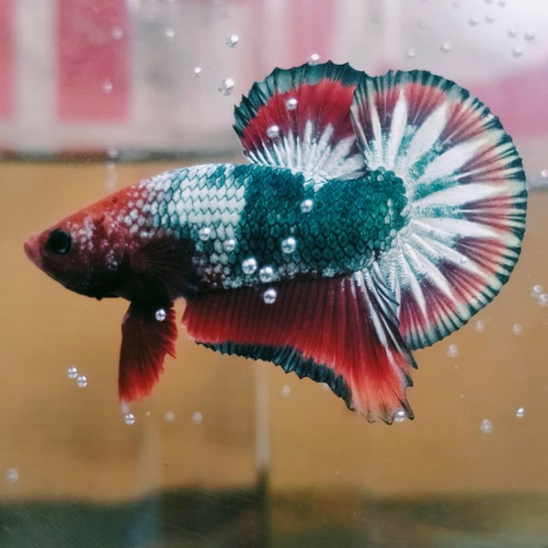 Fccp Army star vietnam original