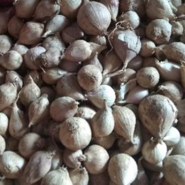 

Bawang Putih Tunggal / Lanang LOKAL 500 Gram 7JYLA4893