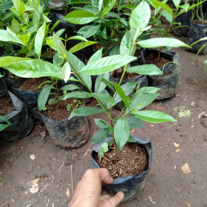 Tanaman Penyedap Atau Herbal Daun Salam