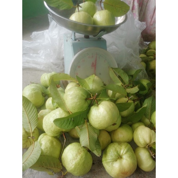 

JAMBU KRISTAL 1 kg BARU PETIK LANGSUNG KIRIM // Buah Berkualitas Dan Murah