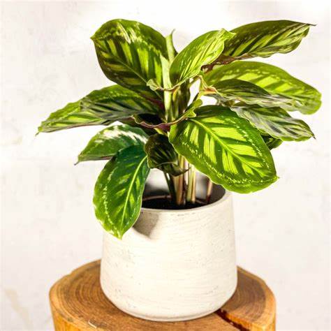 Tanaman Hias Calathea Veitchiana - Bunga Kalatea