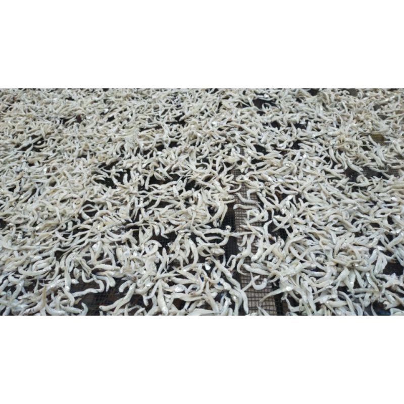 

IKAN TERI BUNTIO-500GR