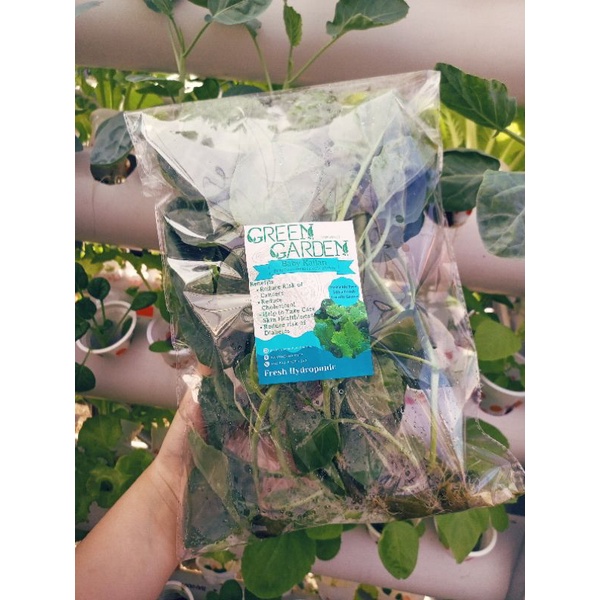 Kailan Hidroponik Organic | Sayuran Hidroponik Fresh