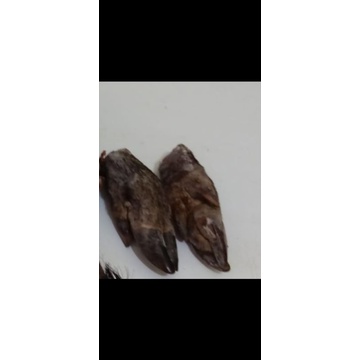 KAKI BABI HUTAN / CELENG