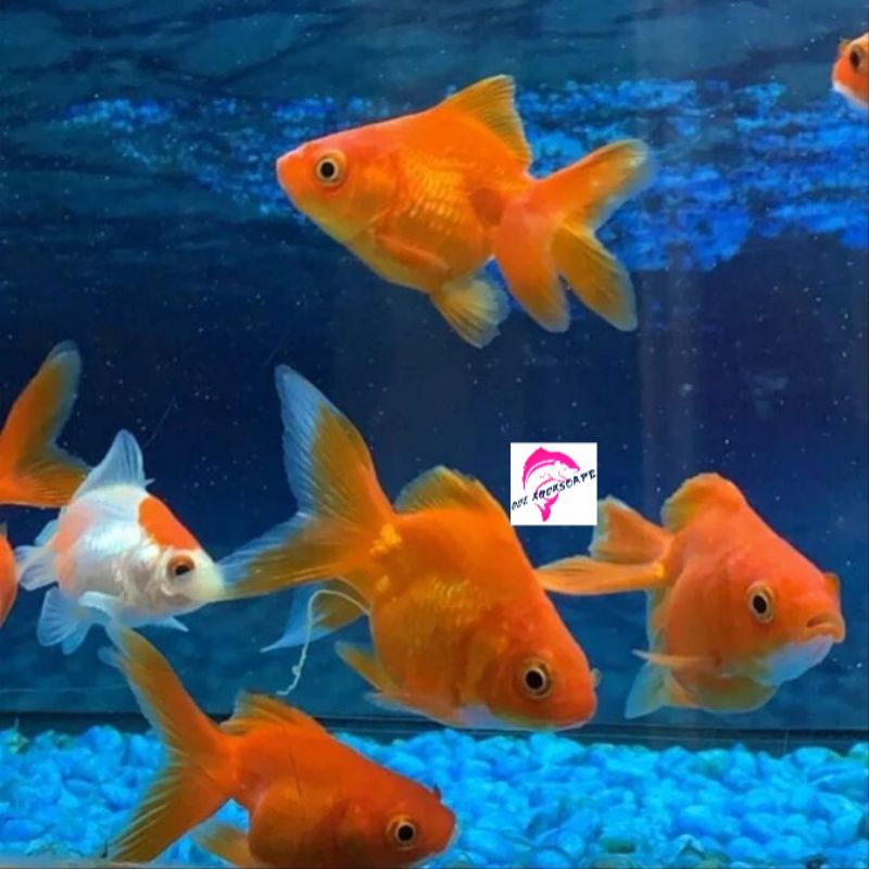 ikan hias koki oranda