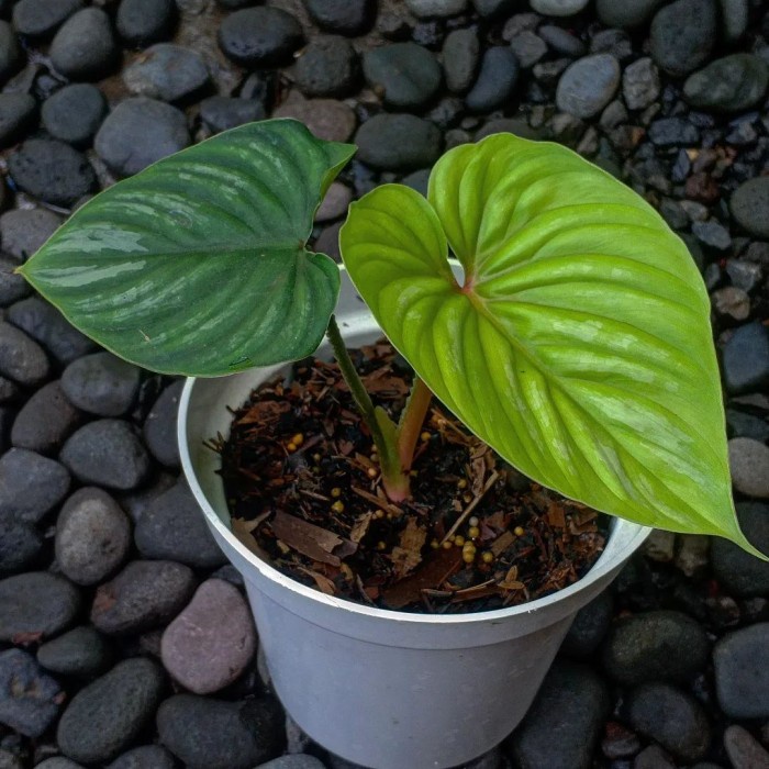 Hiasan Philodendron Plowmanii / Philodendron Plowmanii