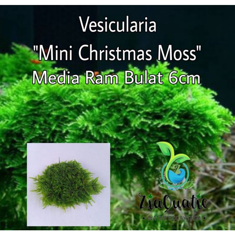 Tatakan Bonsai Aquascape Moss Mini Christmas Media Ram Bulat Diameter 6cm