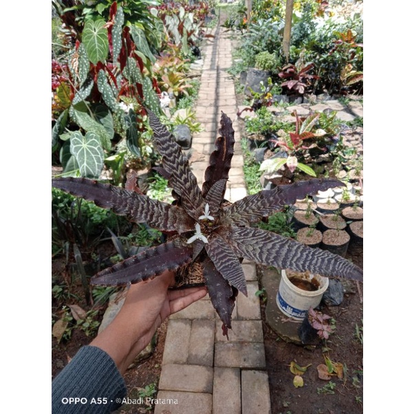 Tanaman hias Bromelia Cryptanthus Zonatus - Tokek coklat