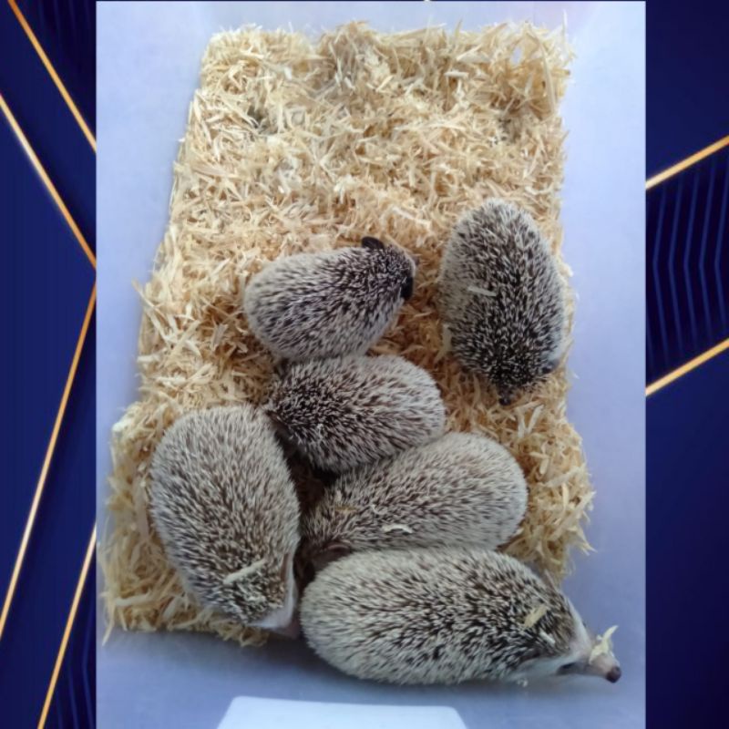 Landak mini indukan + bonus