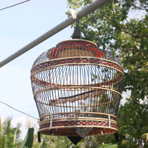 Sangkar Burung Derkuku Rajut Plitur