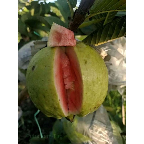bibit fresh cangkok Jambu kristal merah jumbo berbuah