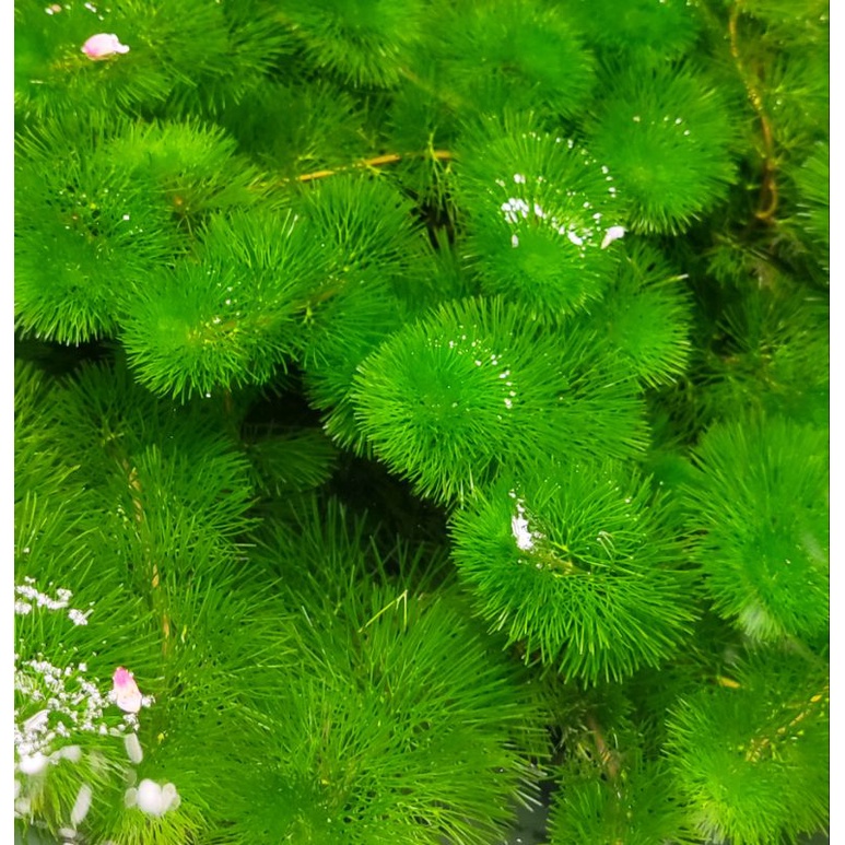 Cabomba Green Hijau Tanaman Air Aquascape Hias Ganggang