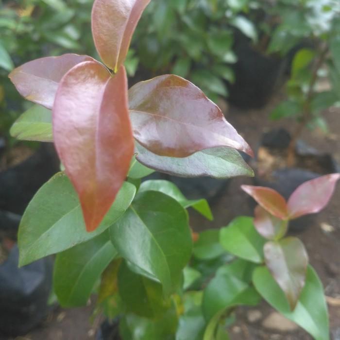 Bibit Pohon Dewandaru Bibit Dewandaru Buah Dewandaru Pohon Siyanto