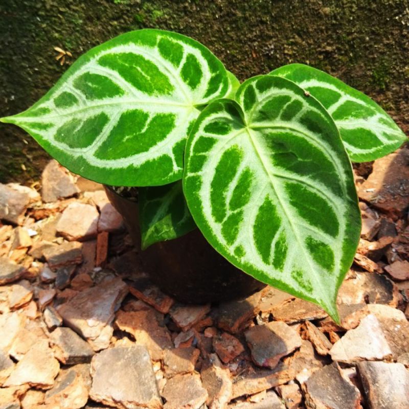 Anthurium Kuping Gajah Silver Hope