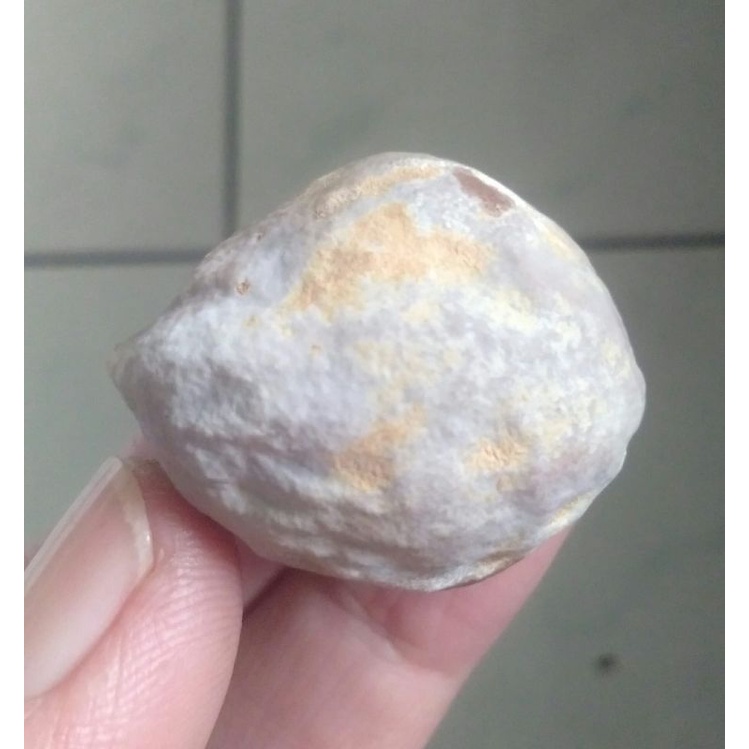 Muncang Adu Jalim CP JR Tua Jatuhan