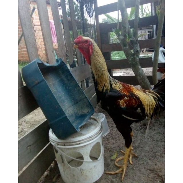 Telur assel parrot x indio gigante (jangan tergiur harga murah, itu telur ayam biasa yg dikirim)yg a