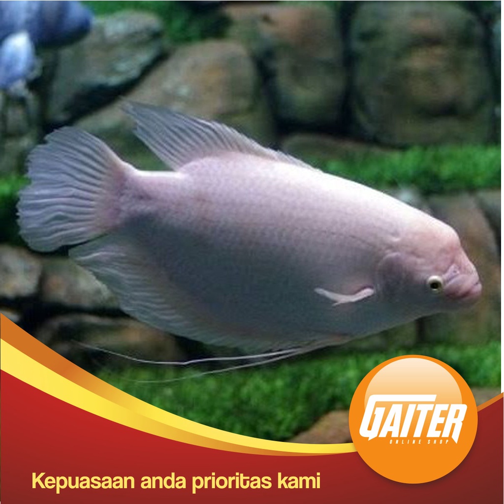 ikan hias Gurame Padang jumbo
