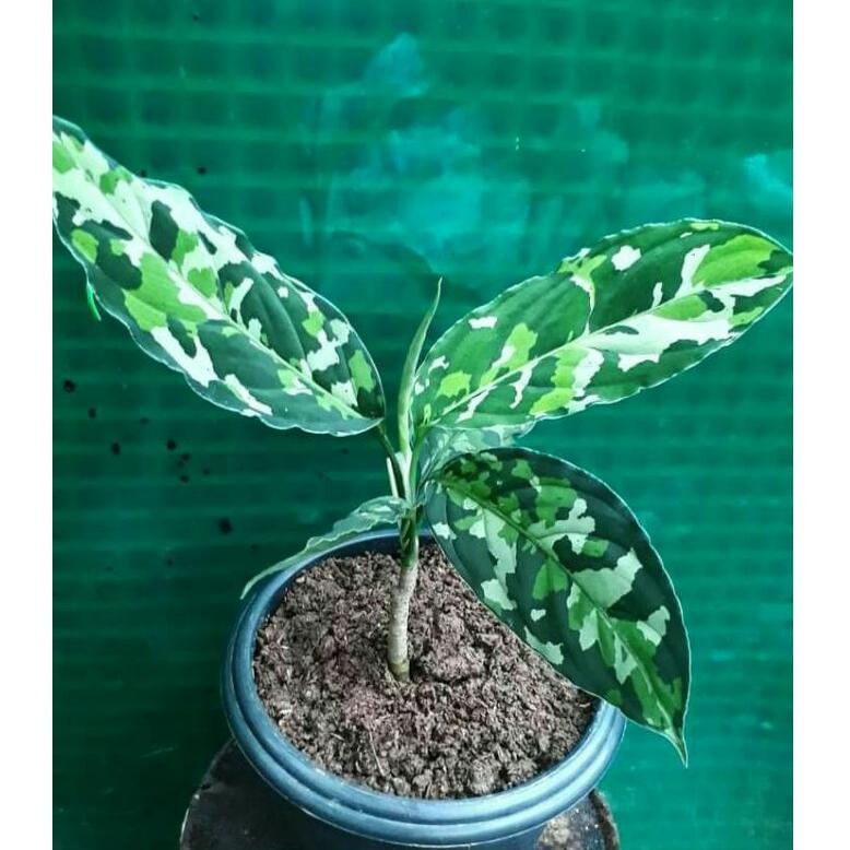 

[PRODUK-Y6WEI34] pictum tricolor j9kln