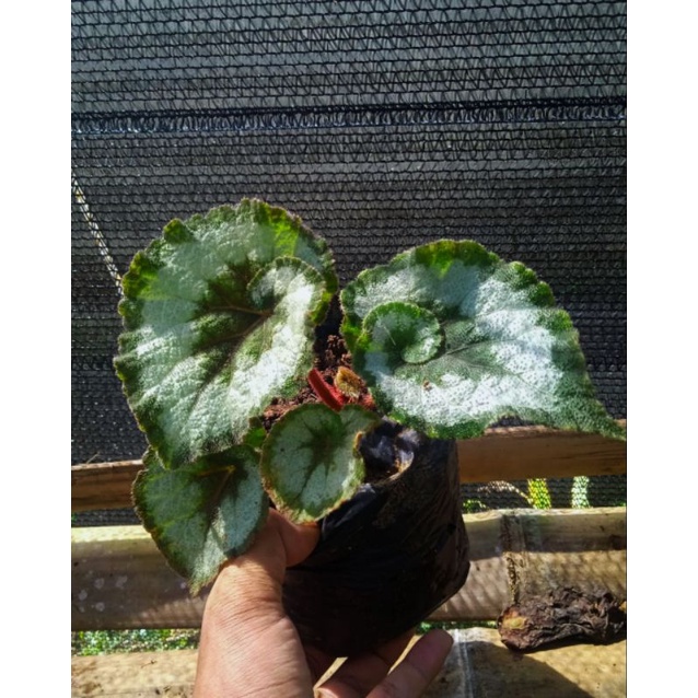 begonia keong escargot
