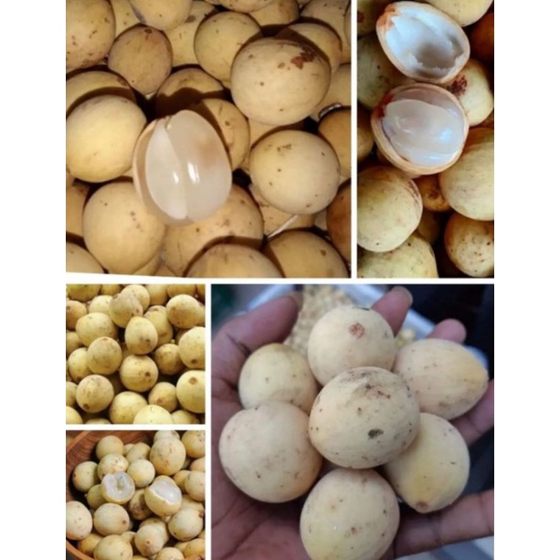 

DUKUH HARGA PROMO 1KG