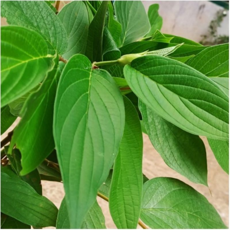 DAUN SIRIH HUTAN OBAT TERADISIONAL HERBAL KAMPUNG  DAUN SIRIH HUTAN TERBAIK