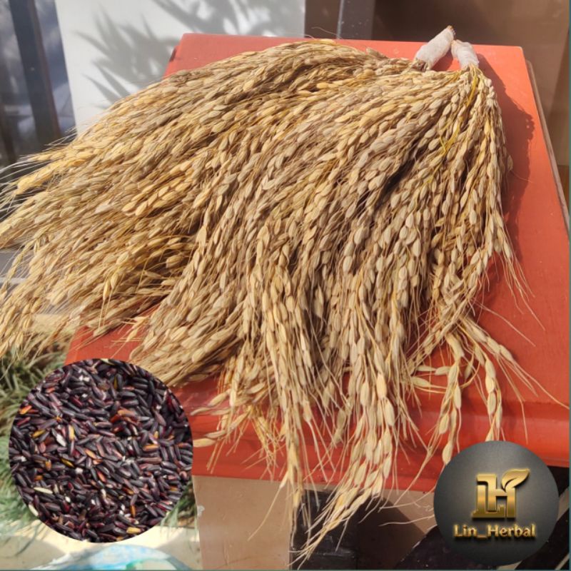 

COD Mustika Padi Ketan Hitam Ranggeuy Per Ikat