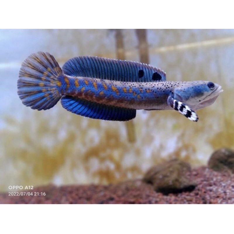 promo bergaransi ikan Chana blue pulchra size 4-5cm full pelet