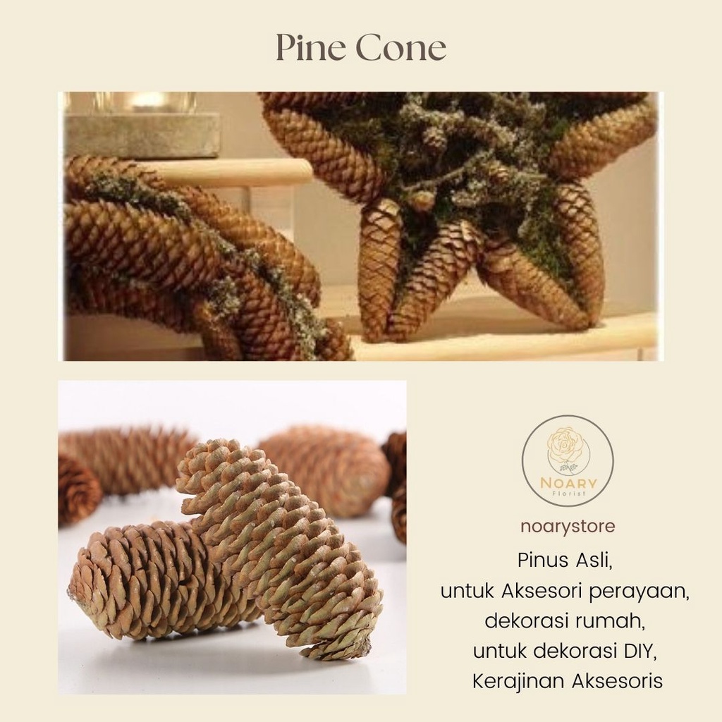 DRIED PINE CONE