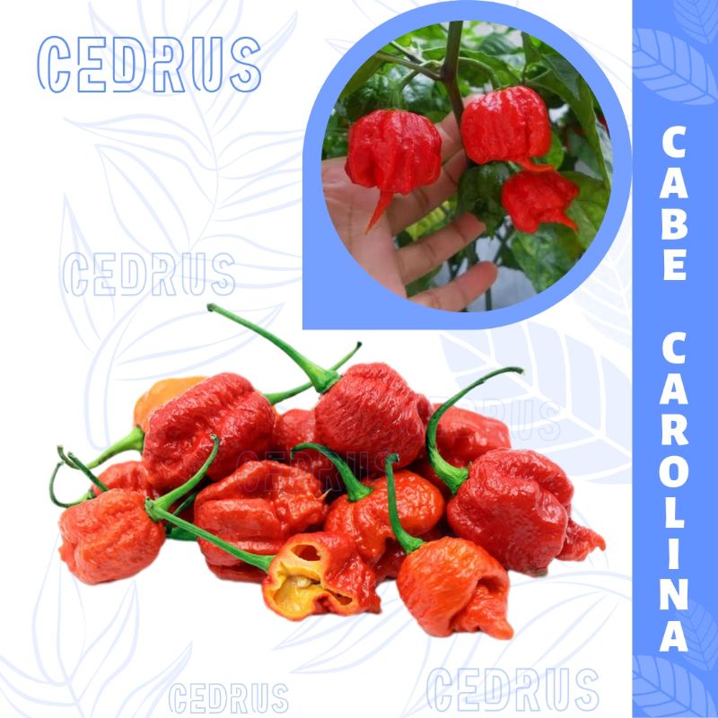 Benih CABE CAROLINA Reaper Biji Cabai Import Super