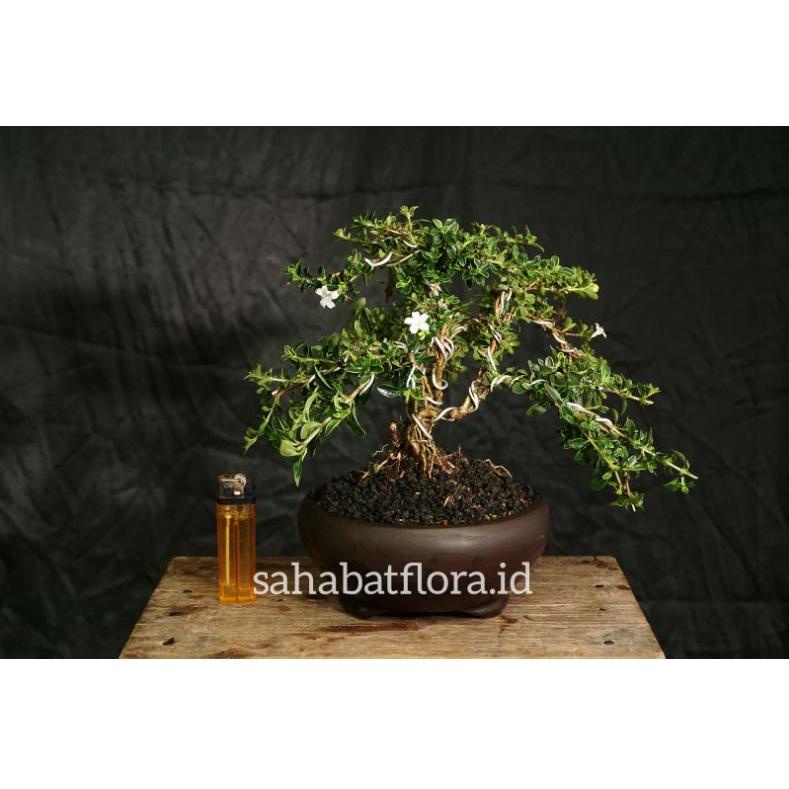 [N9ZTQ7159] Bonsai Mame Mirten | Bonsai Melati Jepang | Bonsai Mirten Varigata | Bonsai Jadi Melati 