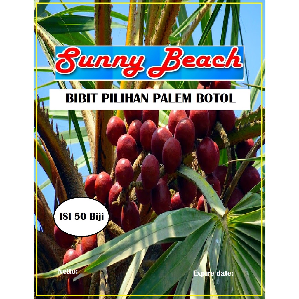 Bibit Pilihan Palem Botol|Biji Benih Palem Botol|Pohon Palem