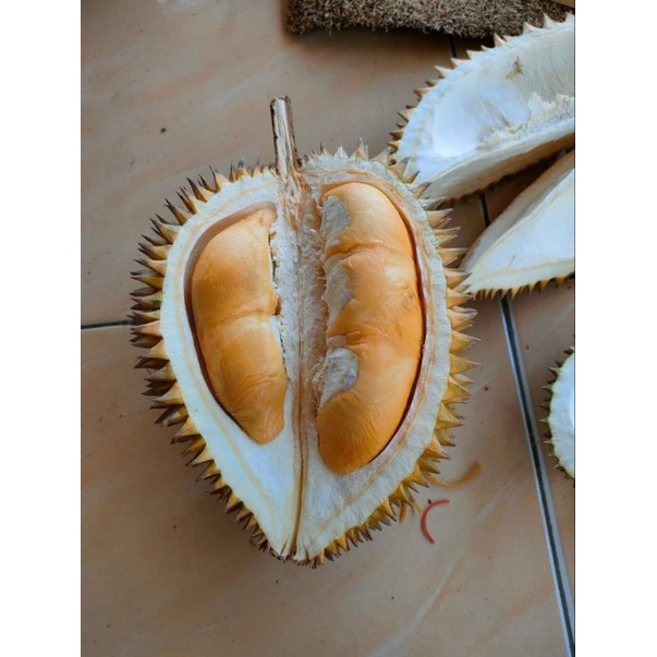 

Durian Tembaga Bulat Utuh Fresh 2kg Best Seller